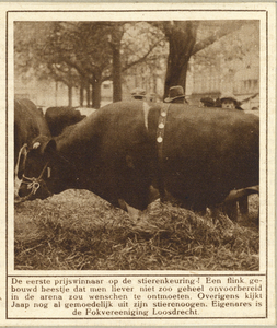 98931 Afbeelding van een prijswinnende stier van de Fokvereniging Loosdrecht op de stierenkeuring die door de Commissie ...